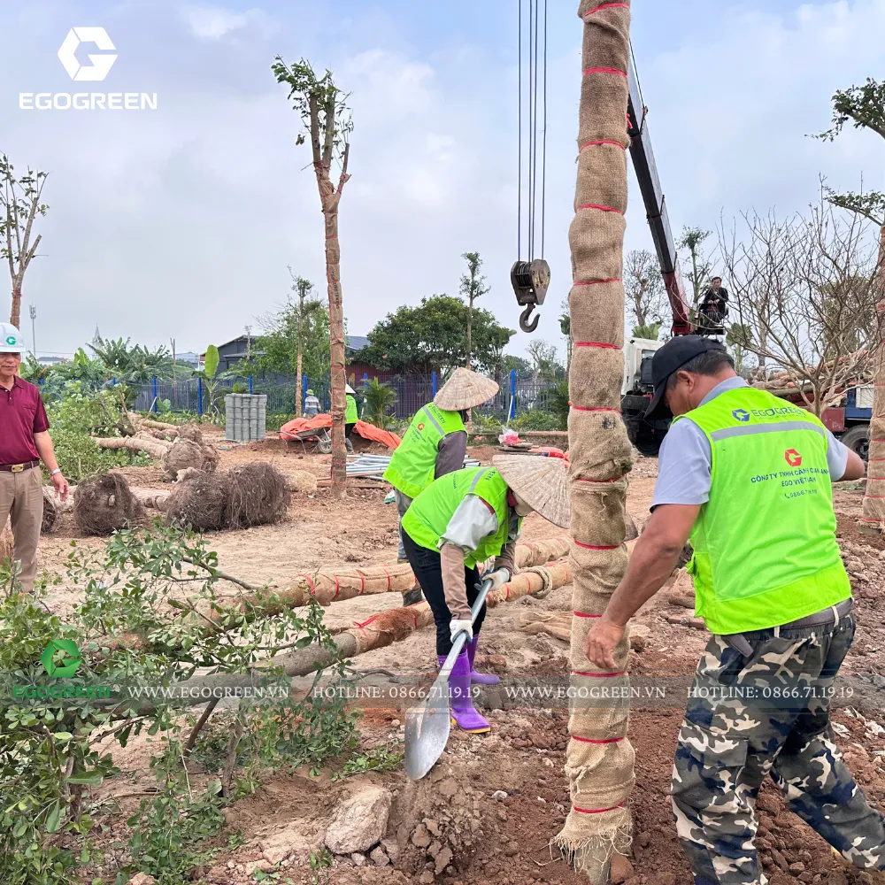 Từng gốc cây được đưa vào thi công đều được EGOGREEN lựa chọn cẩn thận